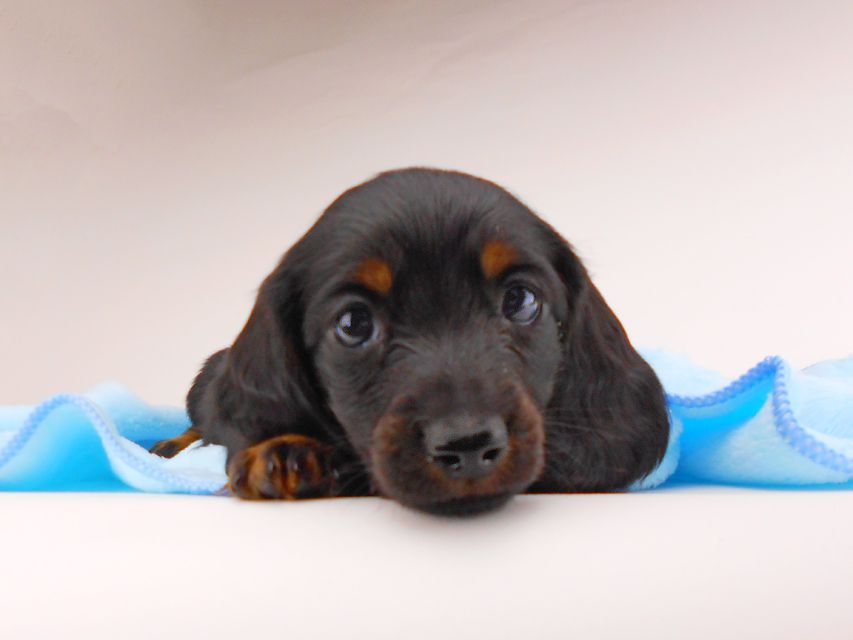 ミニチュアダックスフンド ジャジー & ジムの子犬 ブラタン 男の子dachshund154 ミニチュアダックスフンド ジャジー & ジムの子犬 ブラタン 男の子
