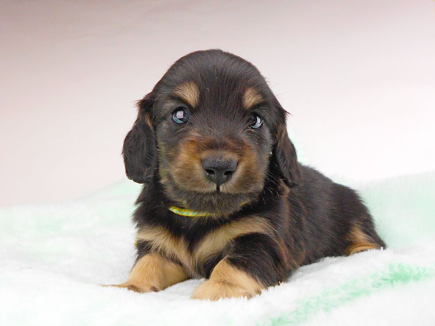 カニンヘンダックスフンド すずhp & 朝日の子犬 ブラックイエロー（ブラッククリーム） 男の子