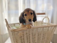 dachshund1543 dachshund1543