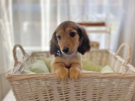 dachshund1548 dachshund1548