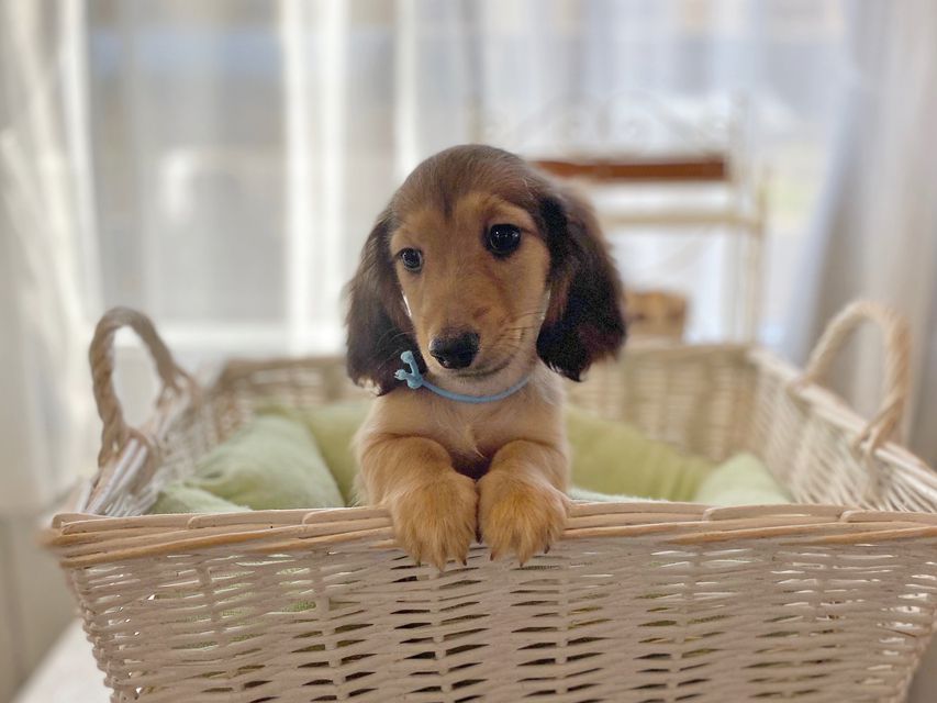 カニンヘンダックスフンド わかば & 竹千代の子犬 レディッシュイエロー 男の子（2）