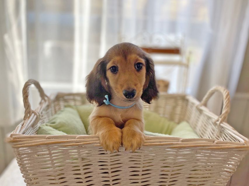 カニンヘンダックスフンド わかば & 竹千代の子犬 レディッシュイエロー 男の子（2）