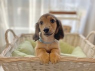 dachshund1551 dachshund1551