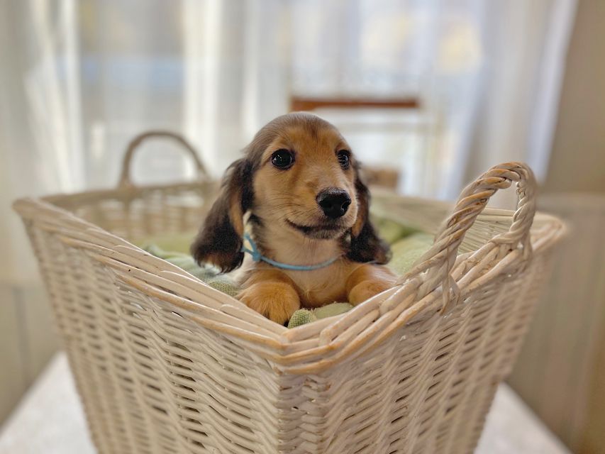 カニンヘンダックスフンド わかば & 竹千代の子犬 レディッシュイエロー 男の子（2）