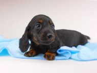 dachshund157 dachshund157