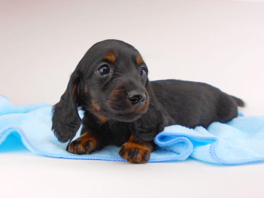 ミニチュアダックスフンド ジャジー & ジムの子犬 ブラタン 男の子dachshund157 ミニチュアダックスフンド ジャジー & ジムの子犬 ブラタン 男の子