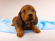 dachshund161 dachshund161