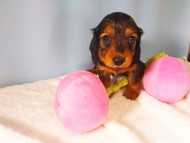 dachshund16