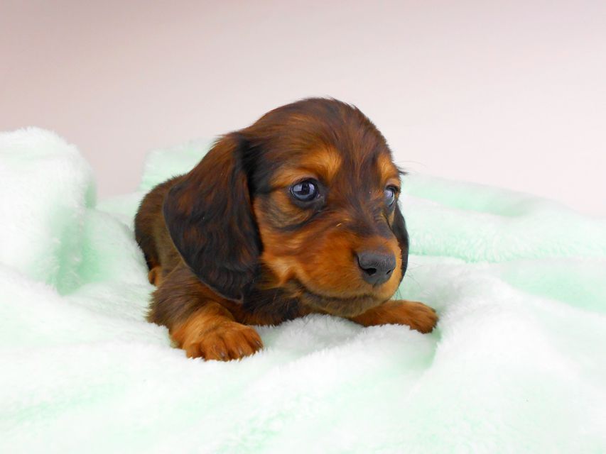 ミニチュアダックスフンド ジャジー & ジムの子犬 レッド 男の子（2）