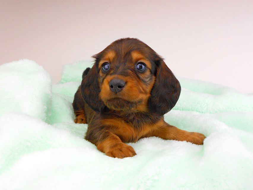 ミニチュアダックスフンド ジャジー & ジムの子犬 レッド 男の子（2）