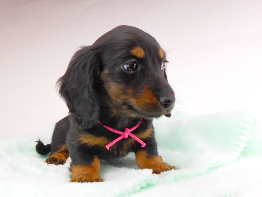 カニンヘンダックスフンド コトhp & ブルースの子犬 ブラタン 女の子dachshund165 カニンヘンダックスフンド コトhp & ブルースの子犬 ブラタン 女の子