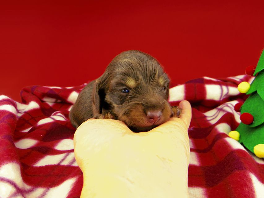 カニンヘンダックスフンド ジルcs & ブルースの子犬 チョコイエロー（チョコクリーム） 女の子