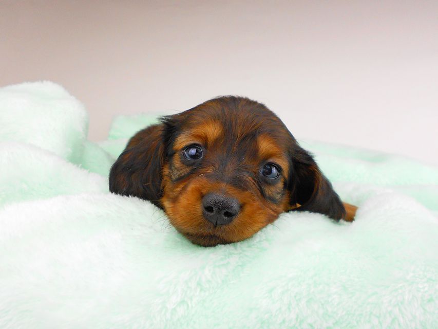 ミニチュアダックスフンド ジャジー & ジムの子犬 レッド 男の子（2）