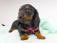 dachshund166