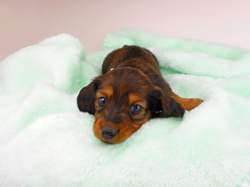 ミニチュアダックスフンド ジャジー & ジムの子犬 レッド 男の子（2）