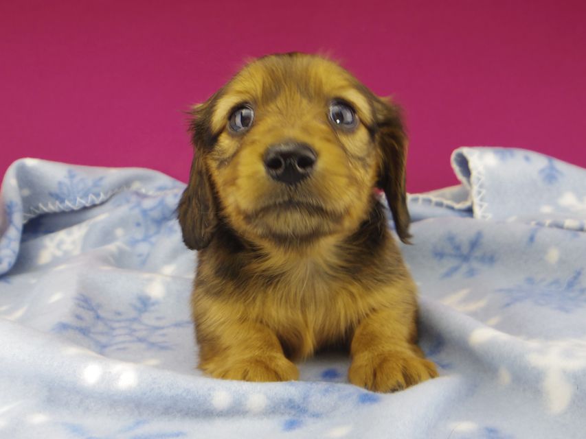 カニンヘンダックスフンド ププリン & ブルースの子犬 レッド 女の子