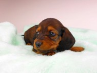 dachshund168