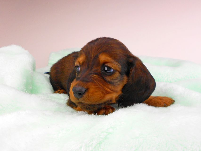 ミニチュアダックスフンド ジャジー & ジムの子犬 レッド 男の子（2）