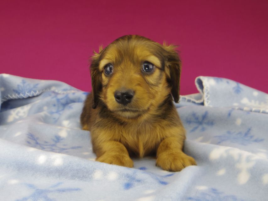 カニンヘンダックスフンド ププリン & ブルースの子犬 レッド 女の子