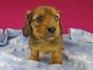 dachshund1687 dachshund1687