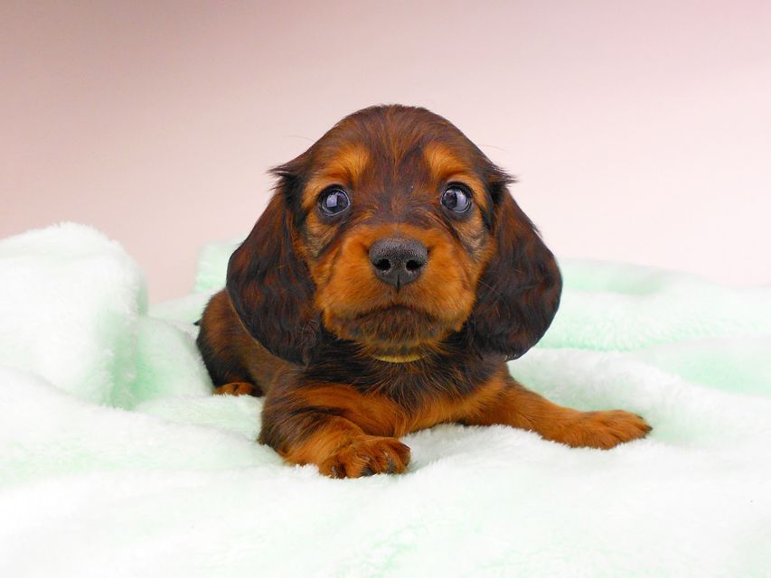 ミニチュアダックスフンド ジャジー & ジムの子犬 レッド 男の子（2）