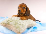 dachshund170 dachshund170