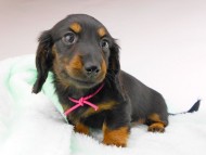 dachshund171