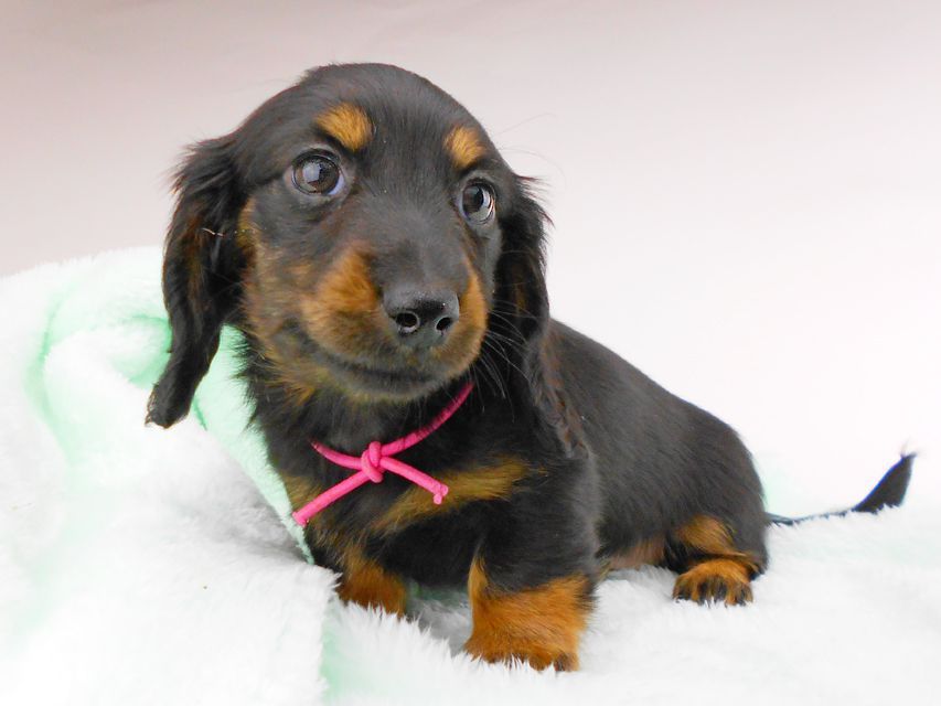 カニンヘンダックスフンド コトhp & ブルースの子犬 ブラタン 女の子dachshund171 カニンヘンダックスフンド コトhp & ブルースの子犬 ブラタン 女の子