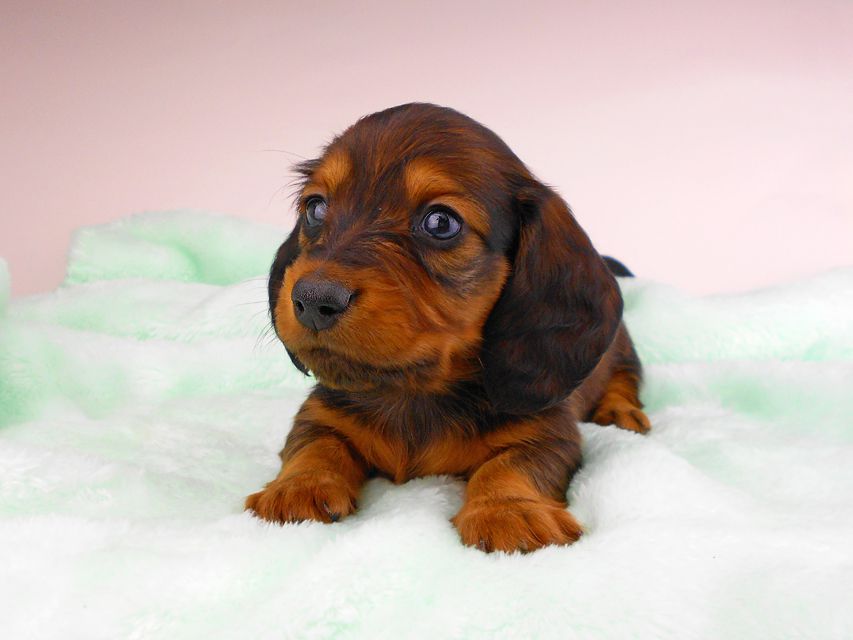 ミニチュアダックスフンド ジャジー & ジムの子犬 レッド 男の子（2）