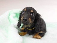 dachshund176
