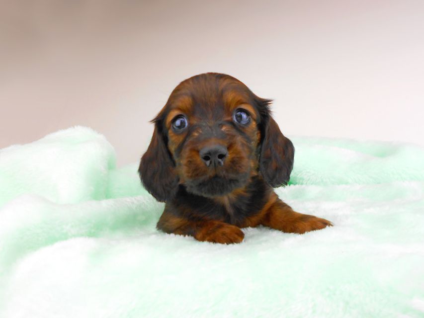 ミニチュアダックスフンド ジャジー & ジムの子犬 レッド 男の子(3)dachshund177 ミニチュアダックスフンド ジャジー & ジムの子犬 レッド 男の子(3)