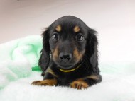 dachshund177