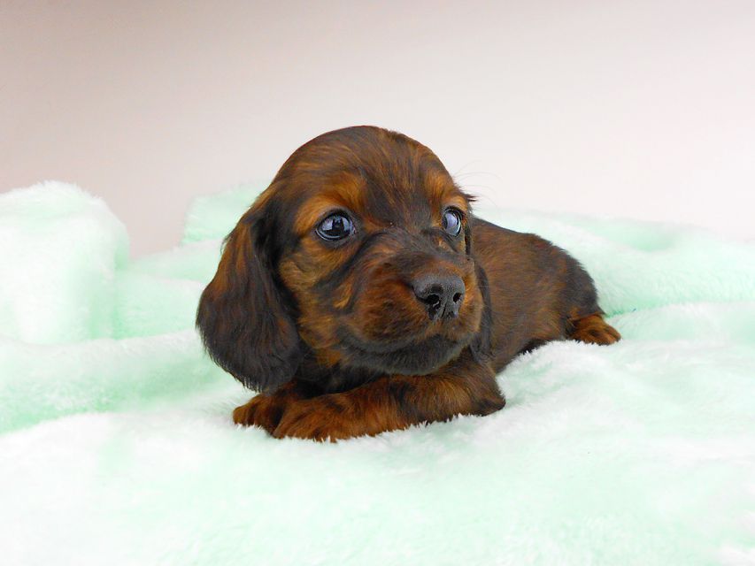 ミニチュアダックスフンド ジャジー & ジムの子犬 レッド 男の子(3)dachshund180 ミニチュアダックスフンド ジャジー & ジムの子犬 レッド 男の子(3)