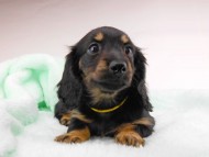 dachshund180