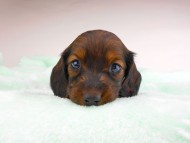 dachshund184 dachshund184