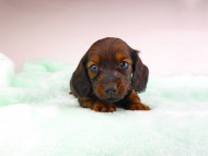 dachshund187 dachshund187