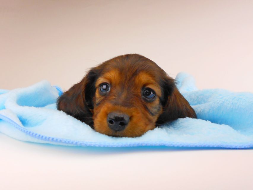 ミニチュアダックスフンド ジャジー & ジムの子犬 レッド 男の子（2）