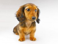 dachshund187 dachshund187