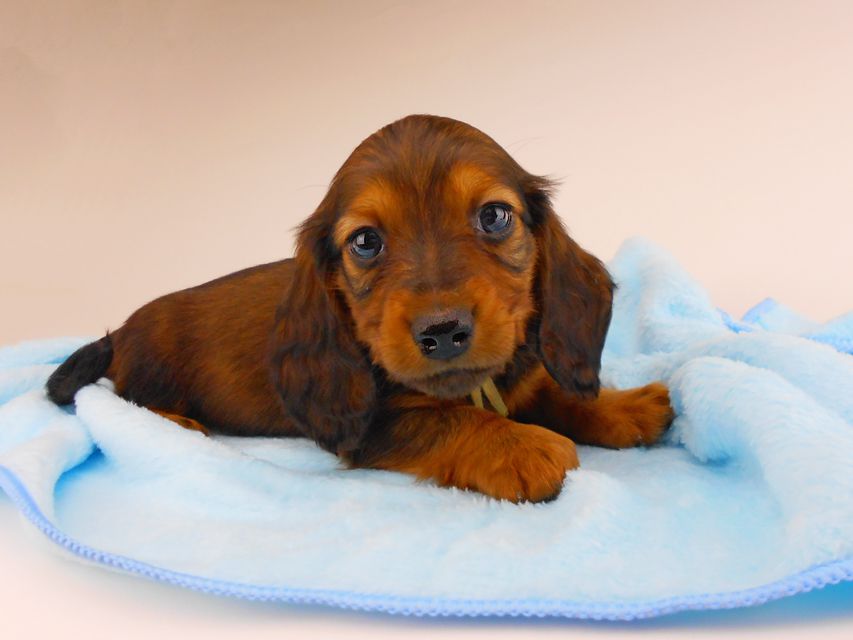 ミニチュアダックスフンド ジャジー & ジムの子犬 レッド 男の子（2）