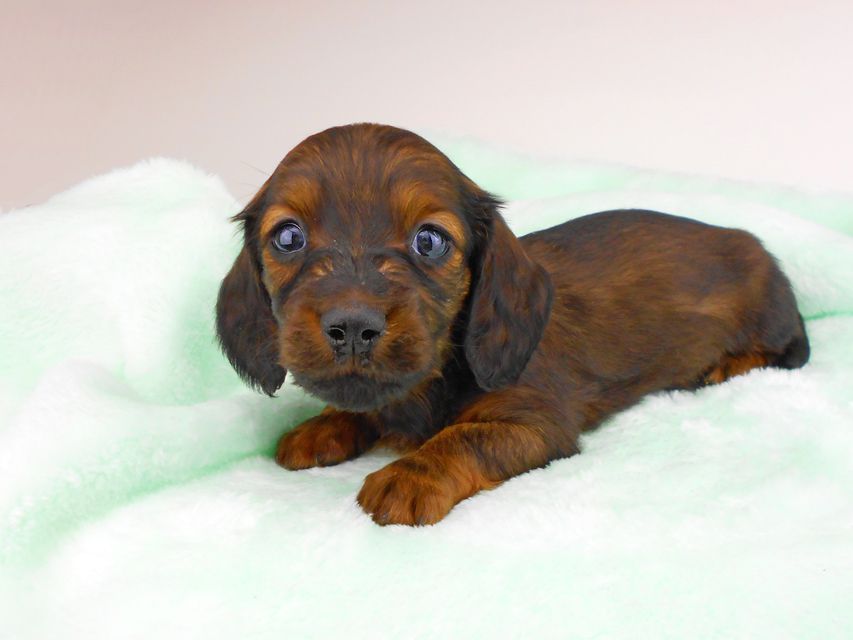 ミニチュアダックスフンド ジャジー & ジムの子犬 レッド 男の子(3)dachshund190 ミニチュアダックスフンド ジャジー & ジムの子犬 レッド 男の子(3)