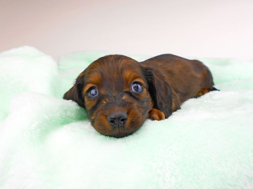 ミニチュアダックスフンド ジャジー & ジムの子犬 レッド 男の子(3)dachshund191 ミニチュアダックスフンド ジャジー & ジムの子犬 レッド 男の子(3)