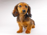 dachshund191