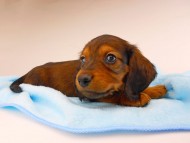 dachshund192 dachshund192