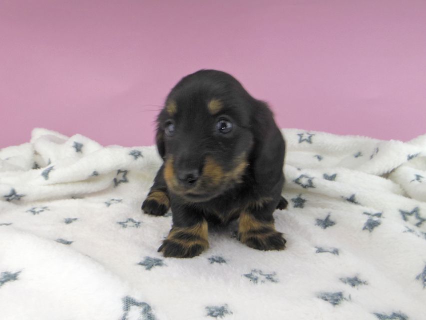 カニンヘンダックスフンド ジルcs & ブルースの子犬 ブラックタン 女の子