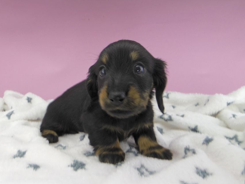 カニンヘンダックスフンド ジルcs & ブルースの子犬 ブラックタン 女の子
