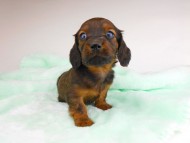 dachshund197 dachshund197