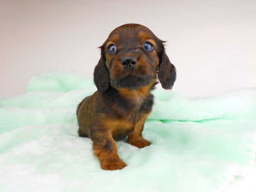 ミニチュアダックスフンド ジャジー & ジムの子犬 レッド 男の子(3)dachshund197 ミニチュアダックスフンド ジャジー & ジムの子犬 レッド 男の子(3)