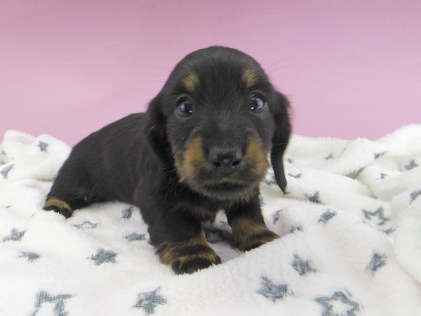 カニンヘンダックスフンド ジルcs & ブルースの子犬 ブラックタン 女の子
