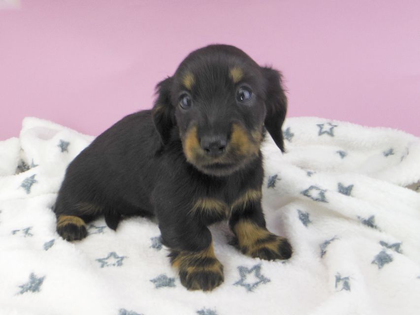 カニンヘンダックスフンド ジルcs & ブルースの子犬 ブラックタン 女の子