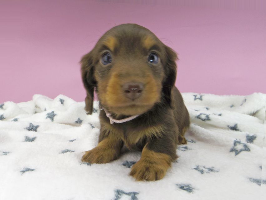 カニンヘンダックスフンド ジルcs & ブルースの子犬 チョコタン 女の子